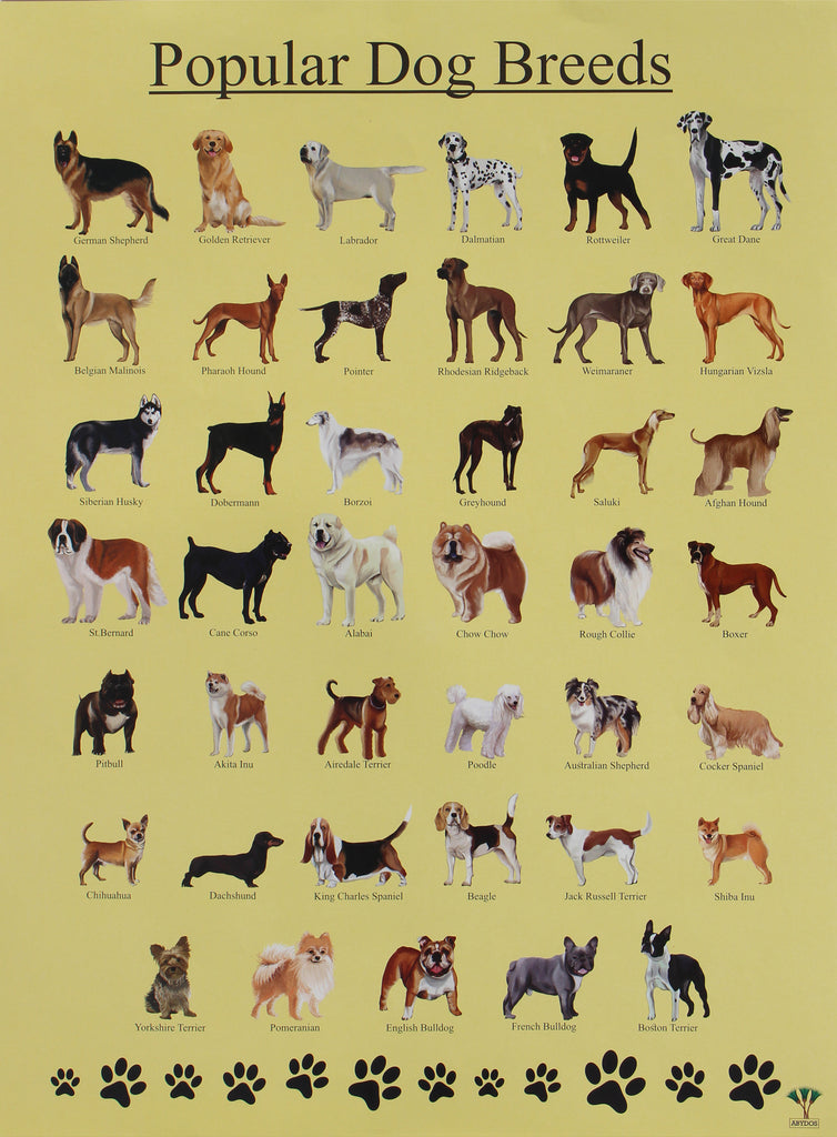 Dog Breeds A3 Size Posters