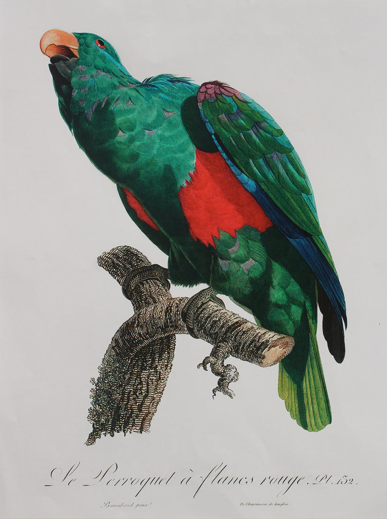 Parrot3 A3 Size Poster