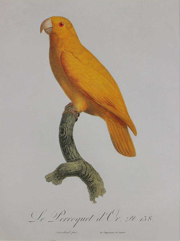 Golden Conure A3 Size Poster