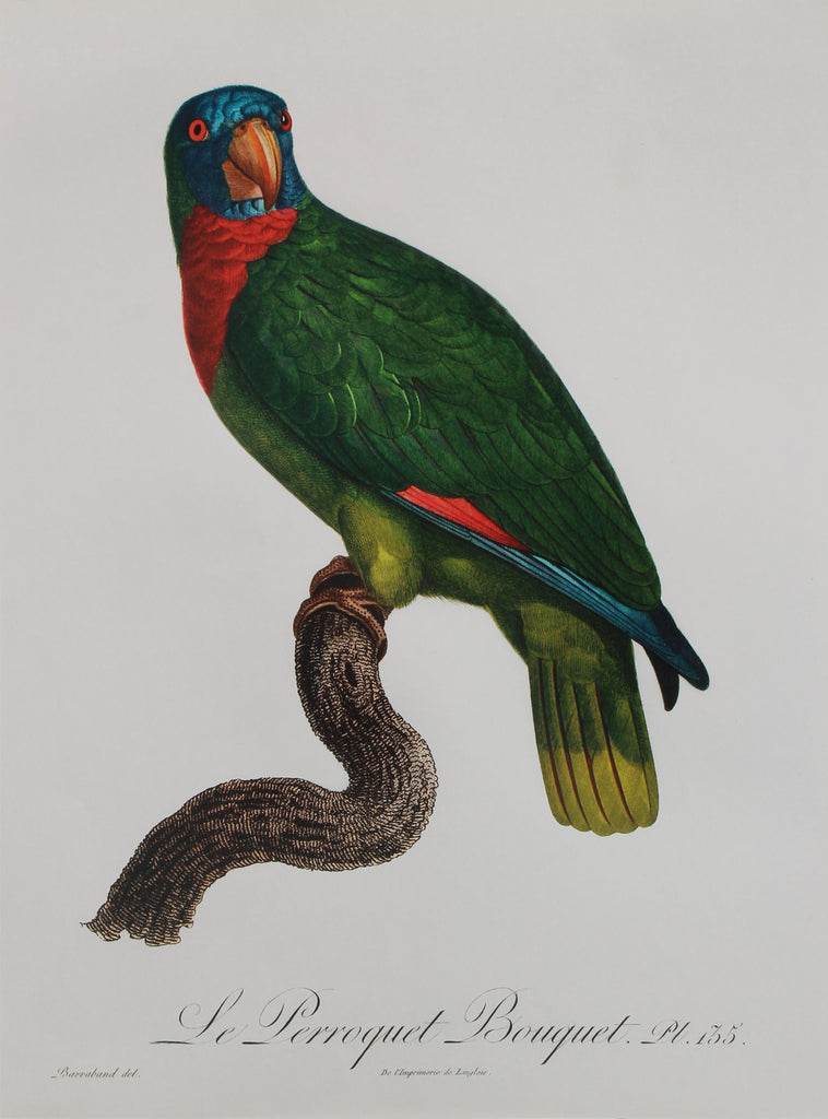 Parrot7 A3 Size Poster