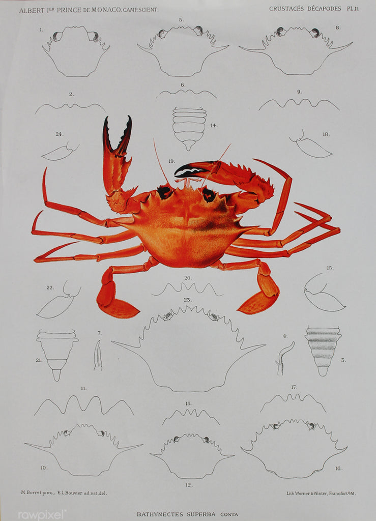 Lobster A3 Size Poster